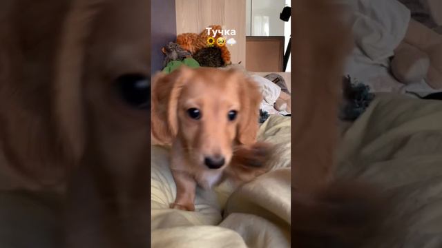 как быстро растут дети 🐶🫶🏼 #такса #милыеживотные #собака #dachshund