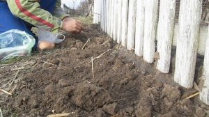 Выращивание лука на семена. Свои семена лука