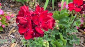 IVY GERANIUM