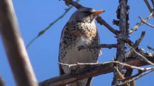 Дрозд рябинник [Turdus pilaris]