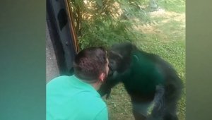 Смешные приколы #17