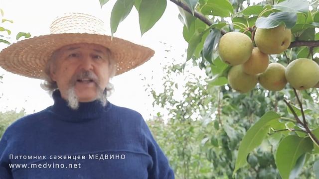 Груша Олимпик обзор сорта смотреть онлайн