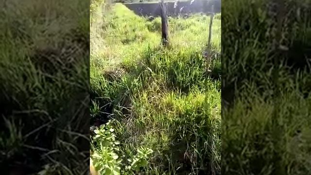 Посадка деревьев - Дёрн смотреть онлайн