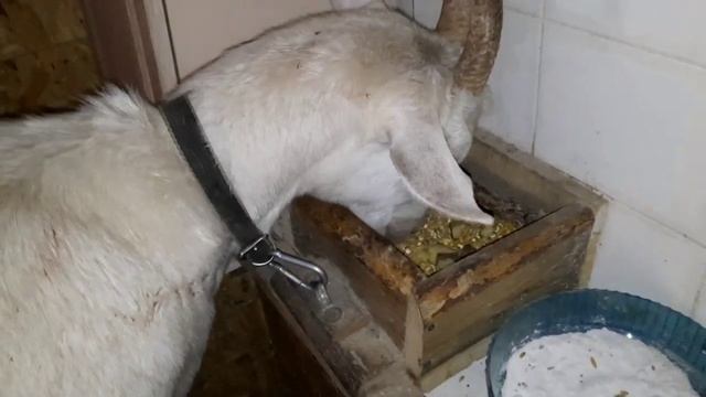 Пристроили козлят Сварганили поесть.. Живу в деревне смотреть онлайн