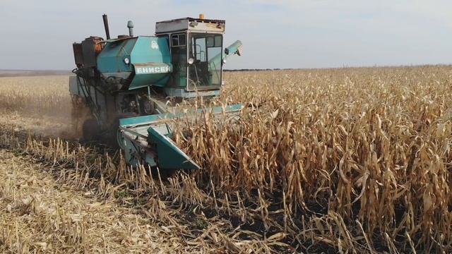 Енисей 1200 на уборке кукурузы. Урожай кукурузы Дкс3472 и Кредо смотреть онлайн