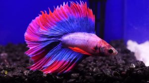 Рыбка петушок самцы #bettafish #betta #aquariumfish #петушок #аквариумныерыбки #рыбка