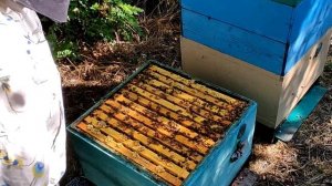 Сколько меда в ульях? Как работают бакфаст и итальянка кордован на основном взятке с подсолнуха.