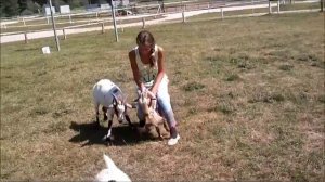 Riding goats
