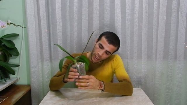 Phalaenopsis White big lip - Ֆալենոպսիս смотреть онлайн