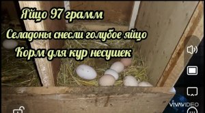 яйцо 97 грамм Селадоны несут голубые яйца 
Как я живу в деревне