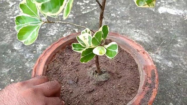 Ficus Triangularis Variegata Care, All time favourite plant for Bonsai смотреть онлайн