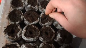 Как сажать Астры на рассаду