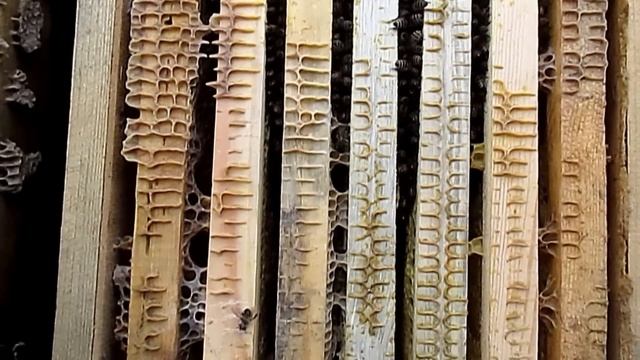 Подкормка пчел зимой в феврале Зимовка пчел на улице смотреть онлайн