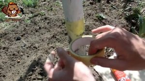 100% ЗАЩИТА фруктовых деревьев от муравьев и тли.