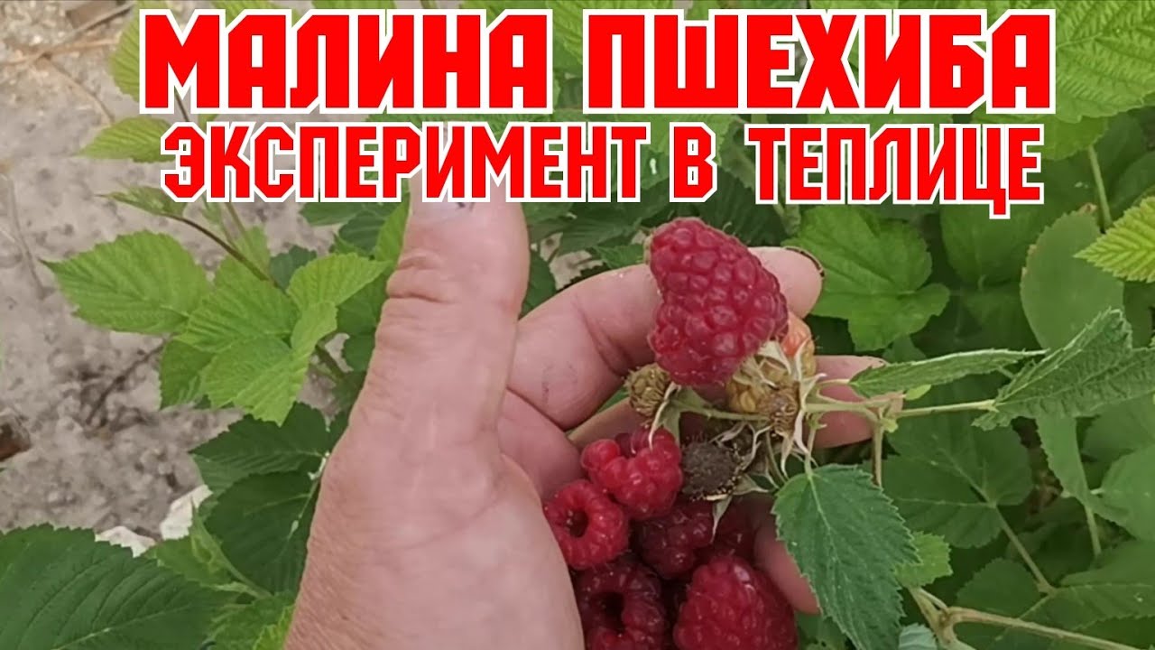 Малина Пшехиба Описание Сорта Фото Отзывы Купить