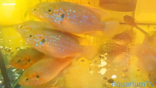 Хромис красавец Hemichromis guttatus смотреть онлайн