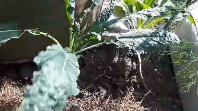 Мега добыча или Эксперименты с еловым опадом смотреть онлайн