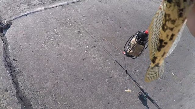 Рыбалка на Дамбе / Ловля плотвы на пружину смотреть онлайн