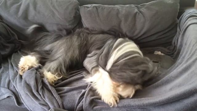 Ночной #кошмар: что снится собаке? смотреть онлайн