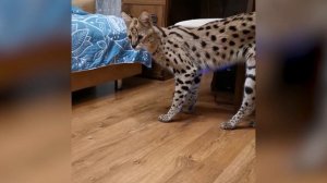 Котята саванны веселятся как могут. Savannah kittens are having fun as they can.