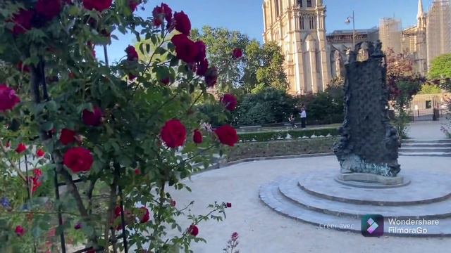 he René-Viviani square in the 5th Arrond Paris. Planted in 1601, it is the oldest tree in the city