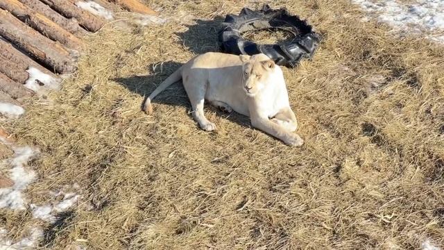 Львы ЖДУТ ОБЕД!!! Парк БЕЛЫЙ ЛЕВ/Lions ARE WAITING FOR LUNCH!!! THE WHITE LION PARK VLADIVOSTOK смотреть онлайн