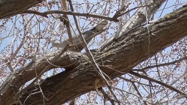 Кольчатая горлица. Весна 2019 смотреть онлайн