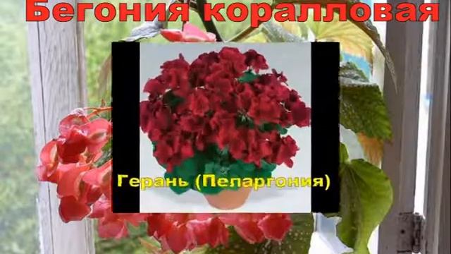 тенелюбивые цветущие комнатные цветы смотреть онлайн