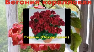 тенелюбивые цветущие комнатные цветы
