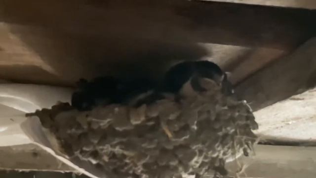 Ласточкино гнездо/птенцы ласточки смотреть онлайн