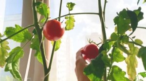 Томат "Сибирский скороспелый" на балконе: показываю результаты