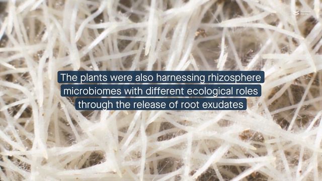 Domestication shapes the rhizosphere microbiome assembly and functional metabolism in wheat смотреть онлайн