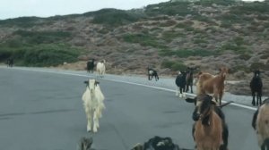 Goats near Toplou Monastery on Crete