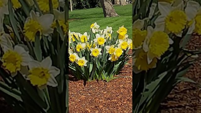 Нарциссы цветут. Ландшафтный дизайн своими руками. смотреть онлайн