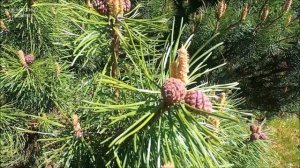 ПЕНИЕ ПТИЦ ИСЦЕЛЯЕТ, -снимает стресс,восстанавливает нервную систему,дарит радость и покой.