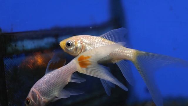 10 советов перед тем, как завести золотых рыбок смотреть онлайн
