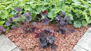 Мульчирование корой лиственницы и деление гейхер. 09.05.2022 г. Пятигорск.