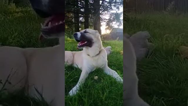 Видео-привет от выпускницы питомника СУРДАН КАРАШ - Адель (10 мес., Лихославль) смотреть онлайн