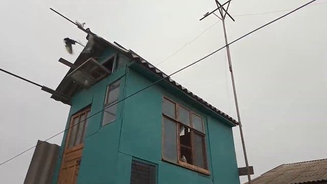 Часть 2. Мои Николаевские голуби, Измаил, 4-е апреля 2023год. 0961921884.