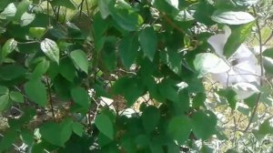 Клематис Ян Павел Второй Clematis John Paul II.