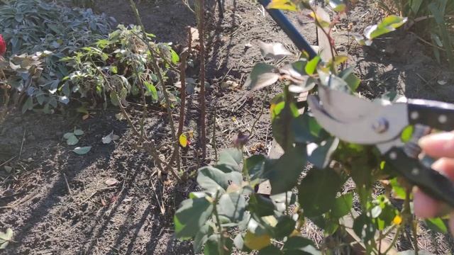 Подготовка роз к укрытию❗ Важные мероприятия, без которых я не укрываю розы❗#укрытие_роз смотреть онлайн