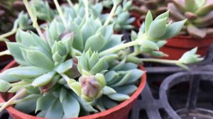 Graptopetalum macdougallii 多肉植物 蔓蓮