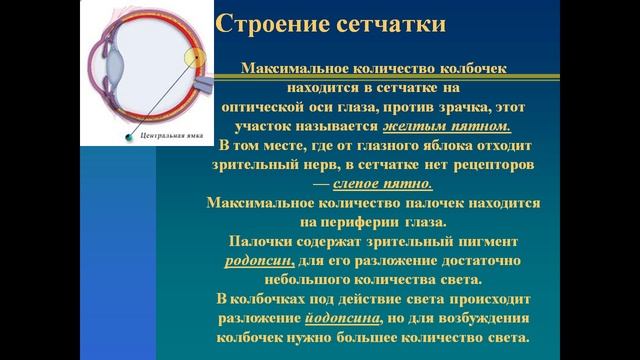 зрительный анализатор презентация 8 класс
