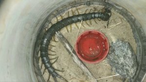 Размножение сколопендр а также линька сколопендр.