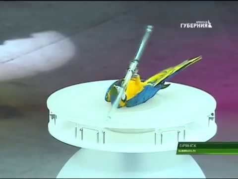 Продолжаются гастроли цирка Никулина 21 11 17
