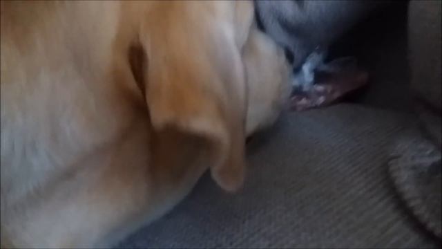 Мега кот смотреть онлайн