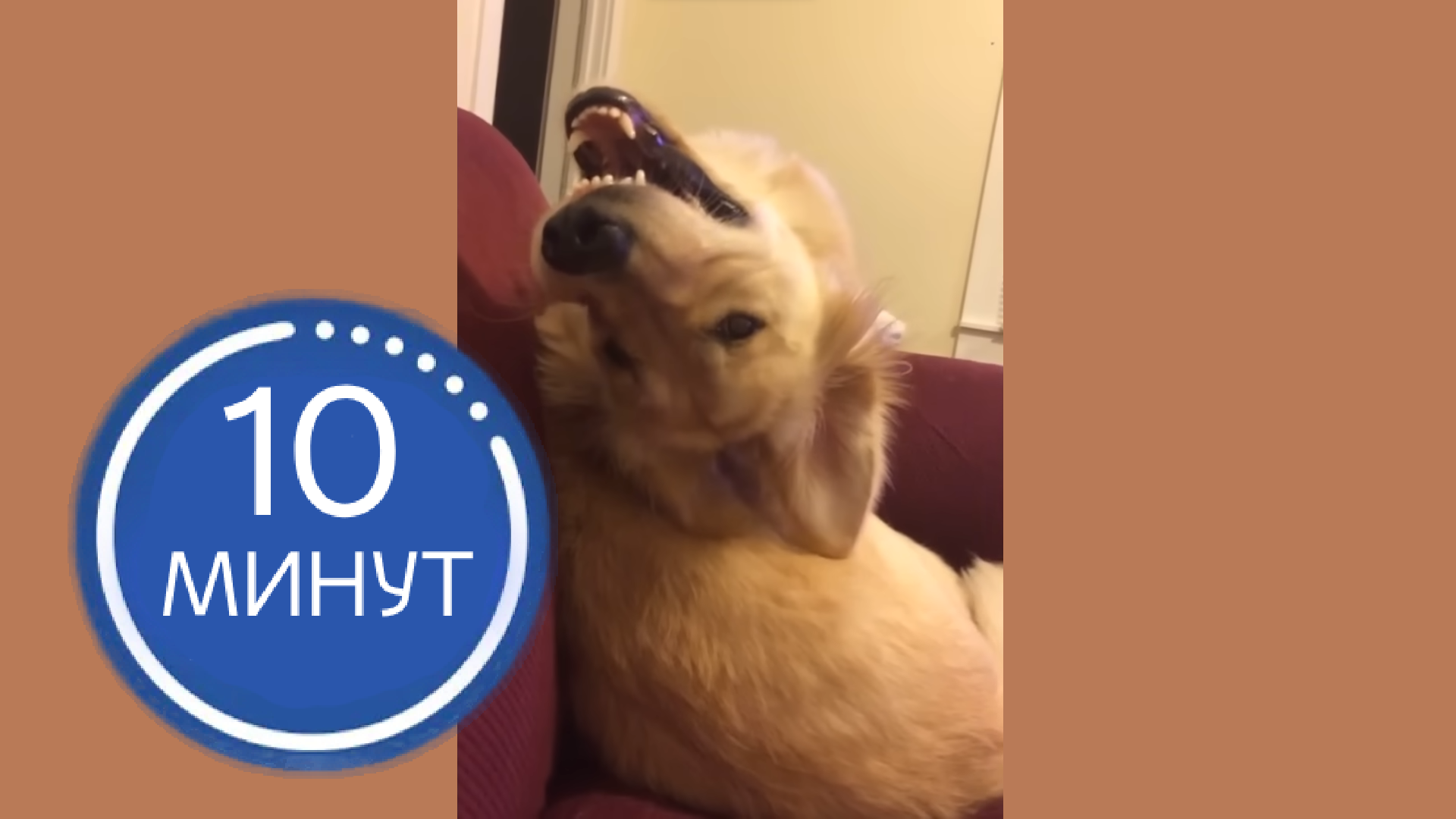 ЛУЧШИЕ домашние животные, которые заставят вас смеяться! #6