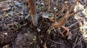 Открываем хризантемы после зимы.