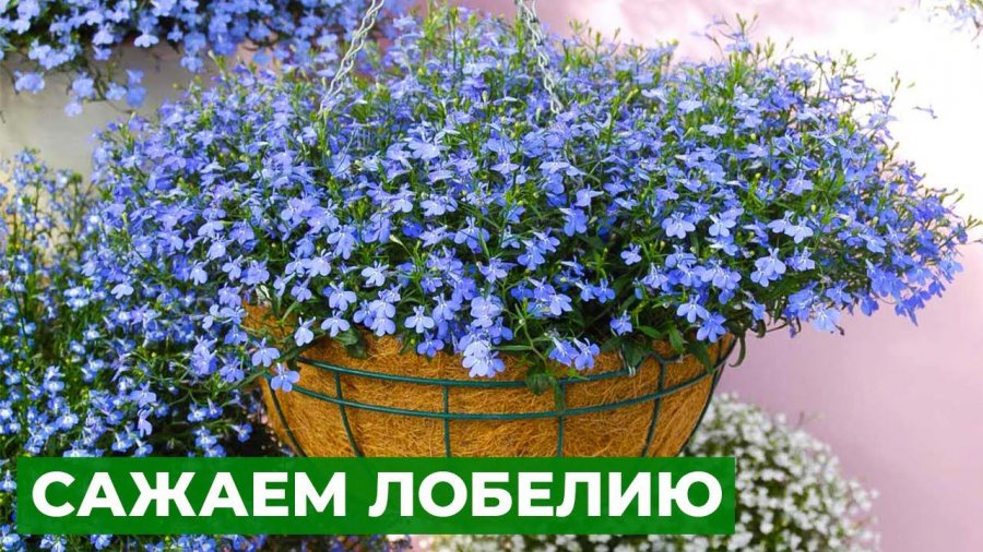 Когда сеять лобелию на рассаду в 2024. Пикировка петунии. Когда сеять лобелию на рассаду в 2024. Лобелия ампельная рассада. Лобелия каскадная.