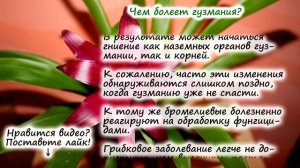 Гузмания – частые вопросы: как заставить цвести, чем болеет, что делать, если покрылась плесенью